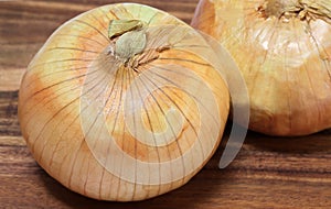 Macro of a Vidalia Onion or sweet onion, selective focus on top photo