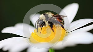 Macro Video of a Bee on a Daisy Flower