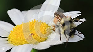 Macro Video of a Bee on a Daisy Flower