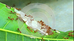 Macro video of red fire ants colony carrying food together, extreme close up of a group of red ants with food.