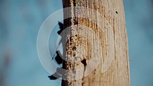 Macro video shooting of the bark of a tree trunk. Forest, tree, nature, texture. Textured tree bark