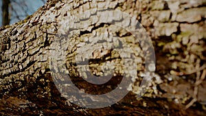 Macro video shooting of the bark of a tree trunk. Forest, tree, nature, texture. Textured tree bark