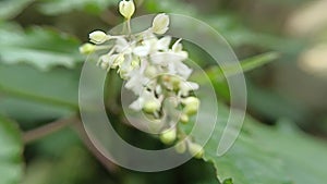 macro videography for green plants in tropical rainforests