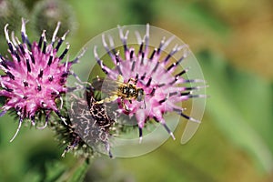 Macro view from above of fluffy Caucasian wild bee Macropis fulvipes on inflorescences of agrimony Arctium lappa in summer