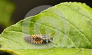 Ladybird larva top view