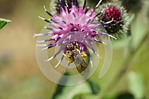 Macro view from above of a shaggy Caucasian wild bee Macropis fulvipes on inflorescences of thistle Arctium lappa