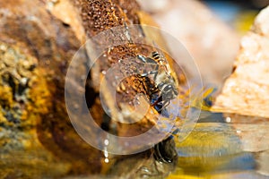 Macro view of an Africanized bee worker on the rock (killer bee) gathering water photo