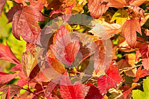 Macro view of autumn red leaf foliage on compact cranberry bush