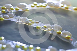 Macro view of bacteria and baker yeast colonies