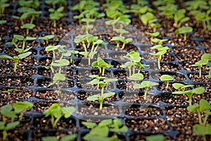 Macro view of basil seedlings sprouting in a propagation tray