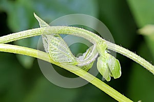 Macro view of a bean vine with a bud and leaves
