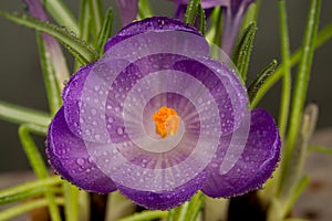 Macro view of a beautiful crocus flower