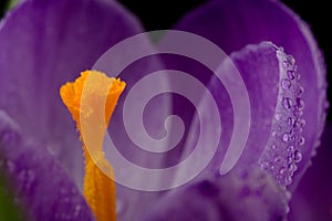 Macro view of a beautiful crocus flower