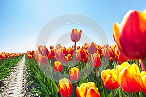 Macro view of beautiful orange tulips in sunshine
