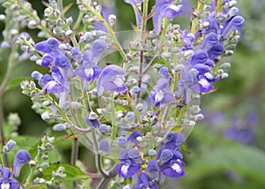 Macro View Beautiful Scutellaria Incana Skullcaps Flowers