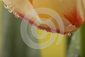 Macro view of a beautiful tulip flower on yellow. Spring background