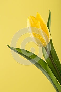 Macro view of a beautiful tulip flower on yellow. Spring background