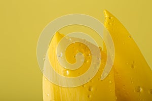 Macro view of a beautiful tulip flower on yellow. Spring background