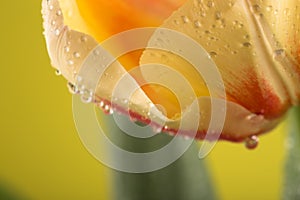 Macro view of a beautiful tulip flower on yellow. Spring background