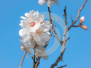 Macro view of beautiful white flowers of almond tree (Prunus Dulcis)