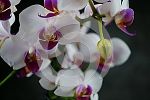 Macro view of a beautiful white orchid on dark background. phalaenopsis orchid