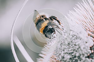 Makro aus honigbiene gelandet auf der weiß blume auf der verschwommen 