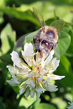 Bee pollinating flower