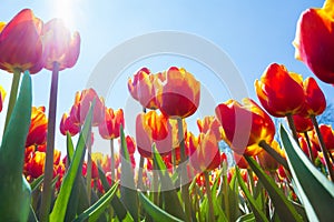 Macro view from below of orange tulips in sunshine