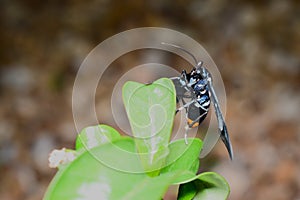 Macro view of black polka dot wasp moth with open wings and green blurred background