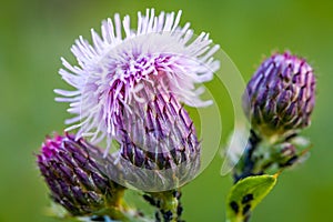 Macro view of blooming flower with spines