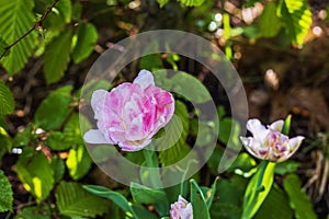 Macro view of a blooming tulip in the garden with raindrops on a spring day