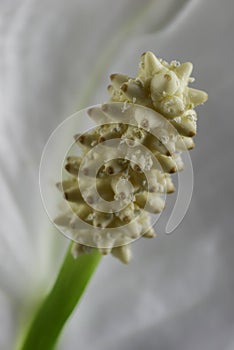 Macro view blooming white calla flower