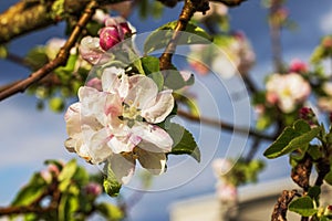 Macro view of blossoming flower of an apple tree with raindrops