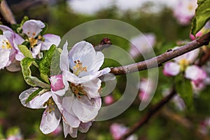 Macro view of the blossoms of an apple tree on a beautiful spring day