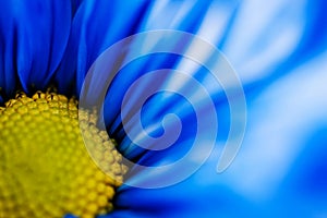 Macro view of a blue daisy and its pistil