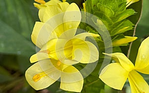 A macro view of a brigh yellow flowering  plant in a tropical botanical garden