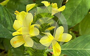 A macro view of a brigh yellow flowering  plant in a tropical botanical garden