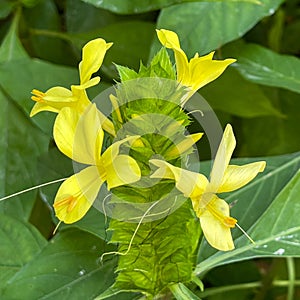 A macro view of a brigh yellow flowering  plant in a tropical botanical garden