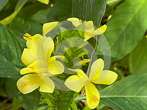 A macro view of a brigh yellow flowering  plant in a tropical botanical garden