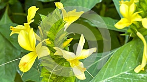 A macro view of a brigh yellow flowering  plant in a tropical botanical garden