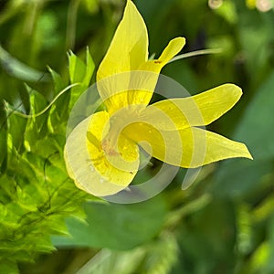 A macro view of a brigh yellow flowering  plant in a tropical botanical garden