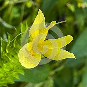 A macro view of a brigh yellow flowering  plant in a tropical botanical garden