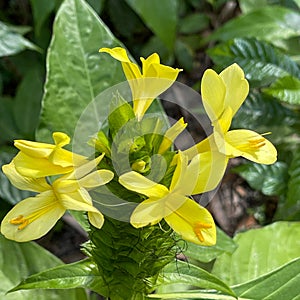 A macro view of a brigh yellow flowering  plant in a tropical botanical garden