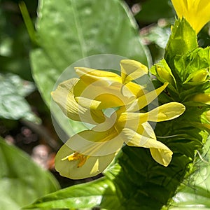 A macro view of a brigh yellow flowering  plant in a tropical botanical garden