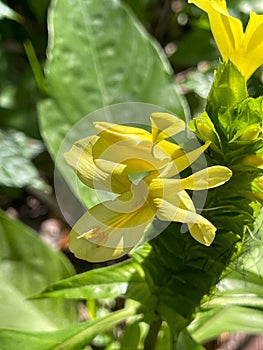 A macro view of a brigh yellow flowering  plant in a tropical botanical garden