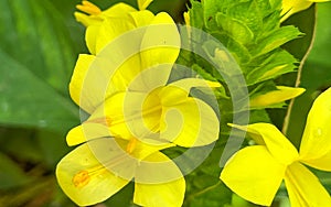 A macro view of a brigh yellow flowering  plant in a tropical botanical garden