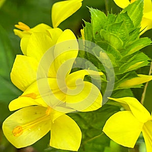 A macro view of a bright yellow flowering plant in a tropical botanical garden