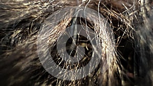 Macro view of brown dogs fur. Animal hairs shining in sun. Black fur wallpaper. Film grain texture. Soft focus. Blur