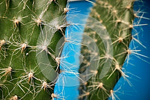 Macro view at cactus barbs in front of blue background. Natural, cactus, houseplant