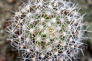 Macro view of cactus plant isolated on blurred background